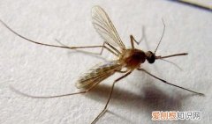蚊子分公母吗，蚊子能听见声音