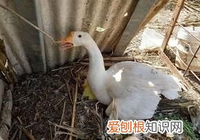 自己在家怎样孵化小鹅