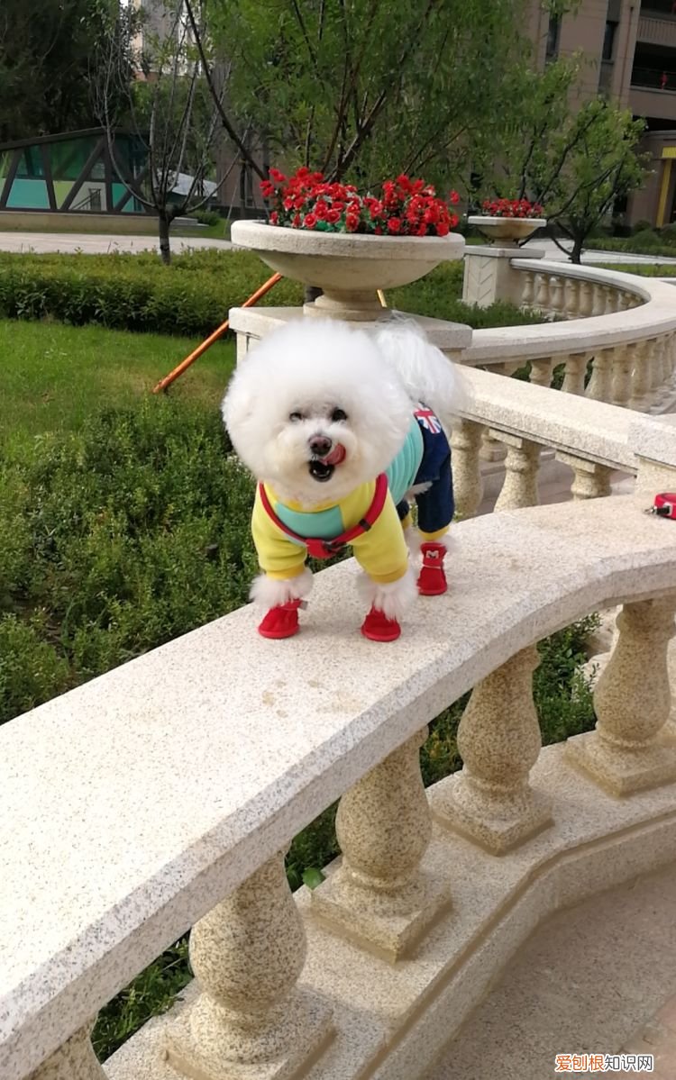 开封的狗粮可以放多久