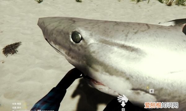 森林:如何将鲨鱼头当做饰品