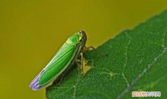 小绿叶蝉会咬人吗，假眼小绿叶蝉的发生和为害特点是怎样的