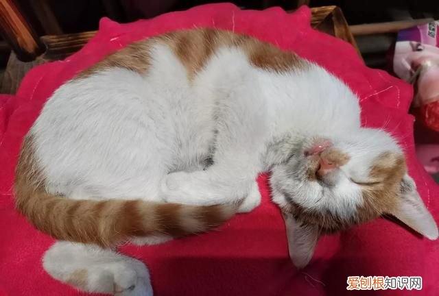 野猫喂什么给它吃