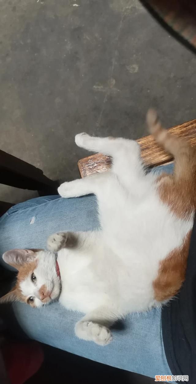 野猫喂什么给它吃