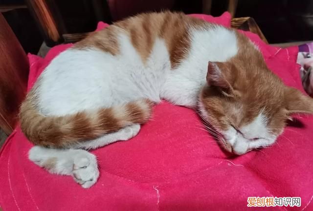 野猫喂什么给它吃