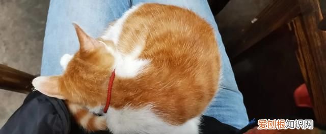 野猫喂什么给它吃