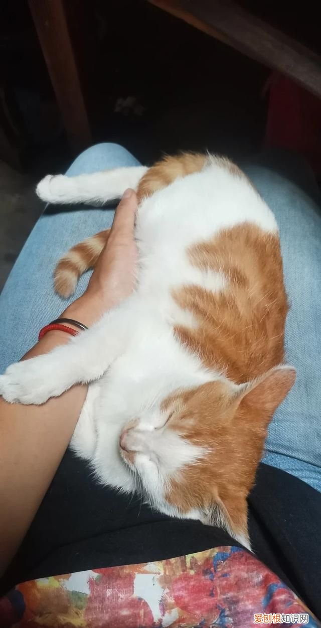 野猫喂什么给它吃