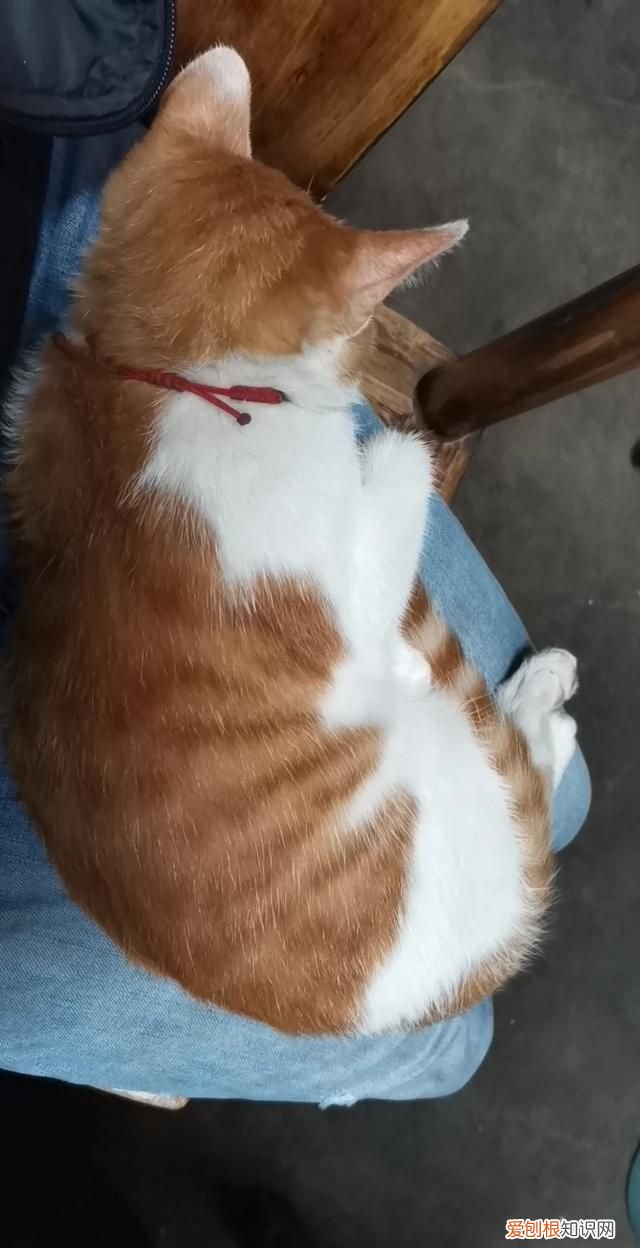 野猫喂什么给它吃