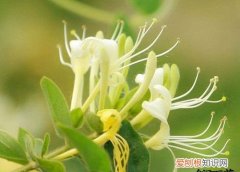 金银花的作用与功效，金银花与菊花的作用区别