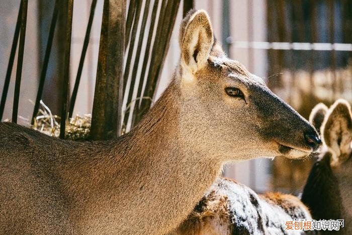 佳能长焦镜头哪个性价比高