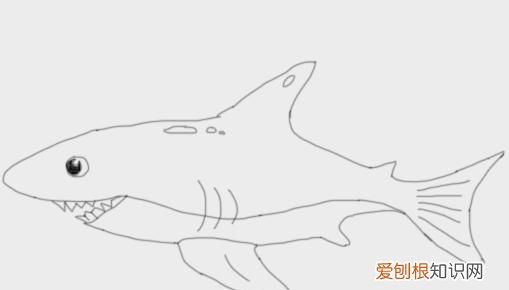 简单的鲨鱼怎么画
