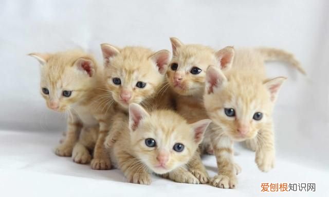 猫抓流血了需要打针