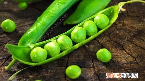 贵州豌豆尖怎么吃，豌豆是凉性还是热性