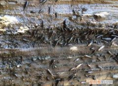 海蟑螂怎么吃，海蟑螂钓鱼效果好