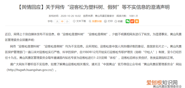 黄山迎客松的侧枝为什么会向外生长的猜想3条