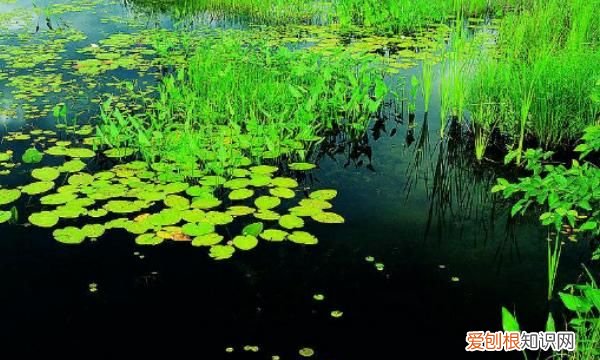 浮萍怎么清除,鱼塘长浮萍怎么去除