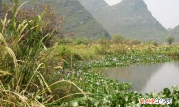 浮萍怎么清除,鱼塘长浮萍怎么去除