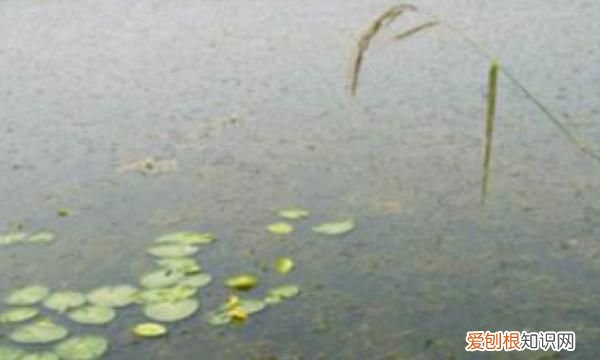 浮萍怎么清除,鱼塘长浮萍怎么去除