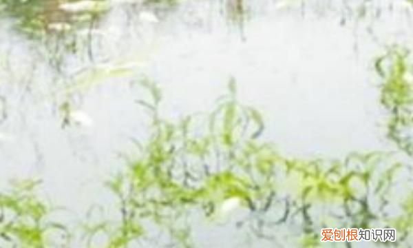 浮萍怎么清除,鱼塘长浮萍怎么去除