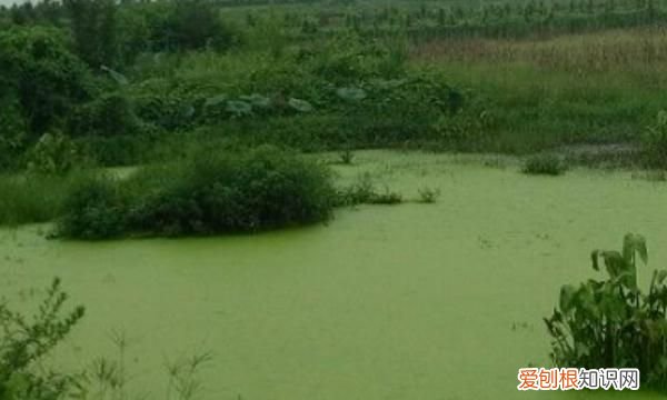 浮萍怎么清除,鱼塘长浮萍怎么去除