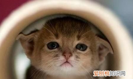 养猫养多大的比较好