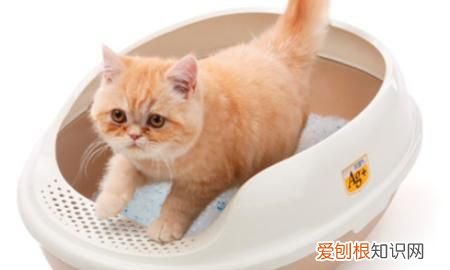 养猫养多大的比较好