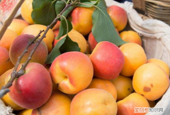 桃和杏可以一起吃吗，桃子和西瓜一起吃有毒桃子不能和什么一起吃