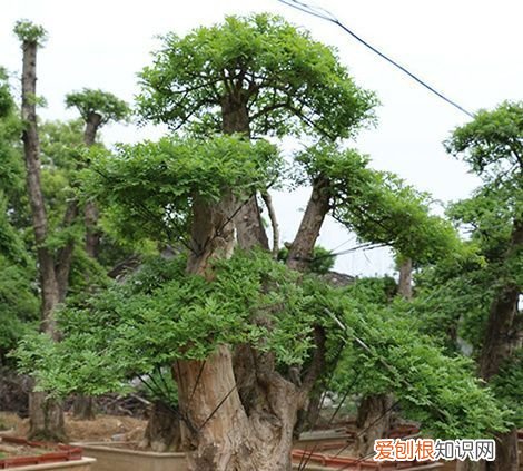对节白蜡施肥时间，对节白蜡盆景如何施肥