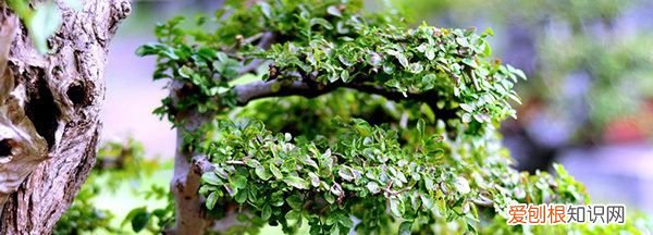 对节白蜡施肥时间，对节白蜡盆景如何施肥