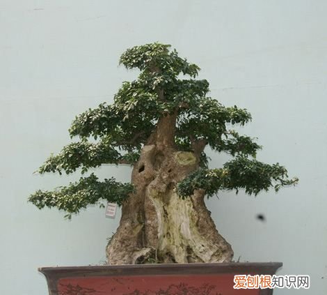 对节白蜡施肥时间，对节白蜡盆景如何施肥