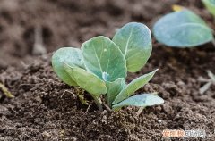 谷雨时节文案干净治愈简短