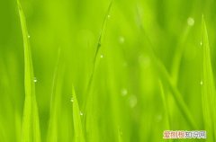 谷雨的说说的文案 谷雨时节发朋友圈的说说