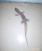 上海家里有小壁虎会咬人，房间有小壁虎怎么办,会不会咬人