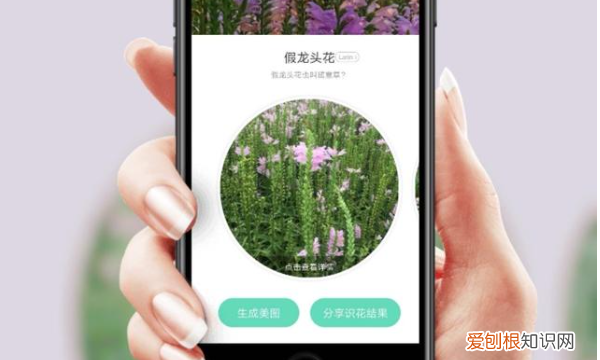 识别植物的软件app，如何快速识别上的植物