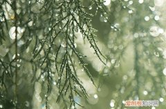 草方格为什么能固沙 哪些植物能防沙治沙