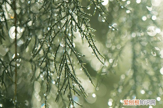 草方格为什么能固沙 哪些植物能防沙治沙