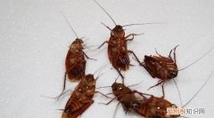 怎么杀死蟑螂，怎么能杀死蟑螂