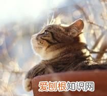 小猫拉肚子怎么办