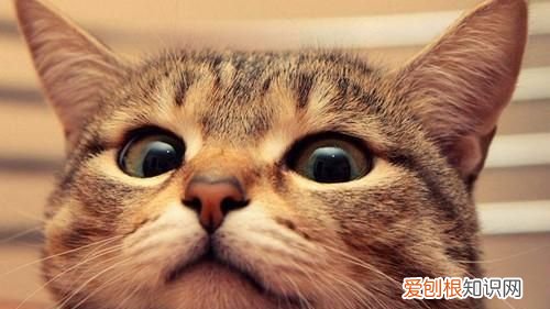 小猫拉肚子怎么办