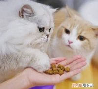 小猫一直叫怎么办