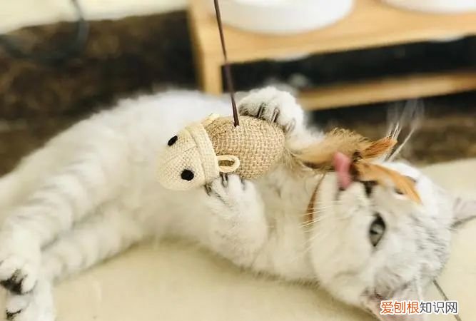 小猫一直叫怎么办