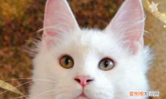 白色长毛猫是什么品种，纯白的猫咪叫什么品种多少钱