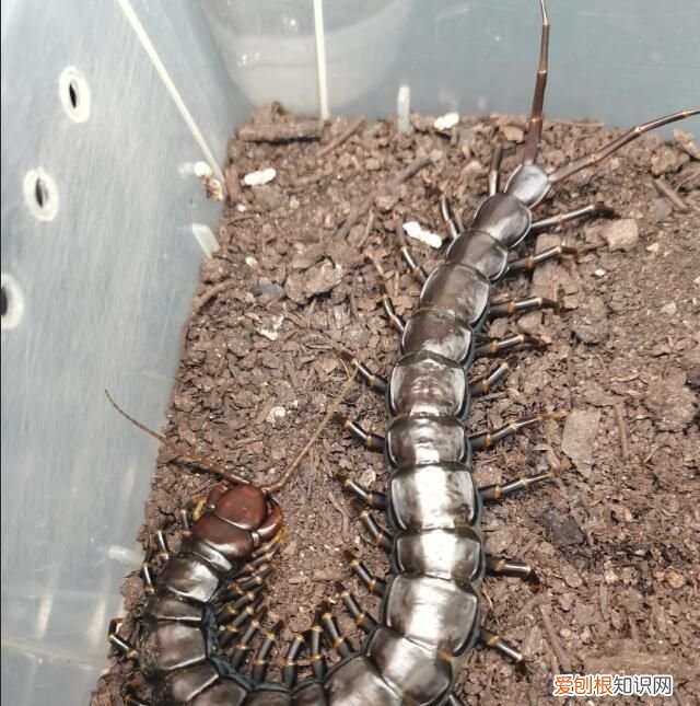 家里有蜈蚣怎么能彻底消灭,家里卫生间有蜈蚣怎么消灭