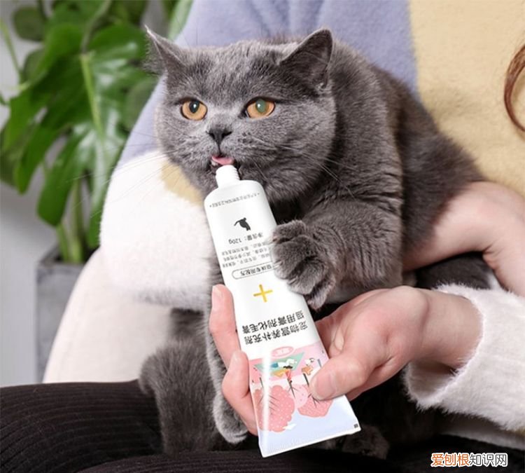 如何杜绝猫爬床上掉毛