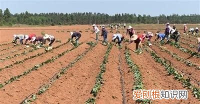 树苗栽下去几天浇水