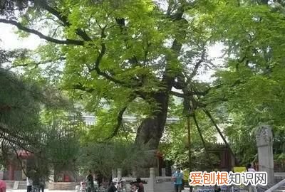 北京八大处寺庙一天能逛完吗