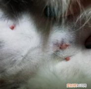 母猫绝育伤口结痂多久脱落，母猫绝育8天后伤口都没有了正常吗