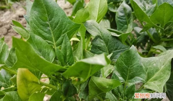 菠菜要焯水才能使用，菠菜不焯水用热水烫一下可以吗