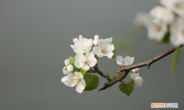 喜鹊养熟了会飞走