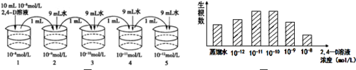 生长素类似物有哪些