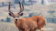 德州的自然风光介绍20字，关于麋鹿的知识麋鹿简介
